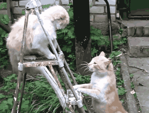 Android WebView when injects User Scripts into the webpage